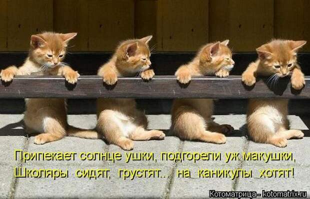 Лучшие котоматрицы недели (50 фото)