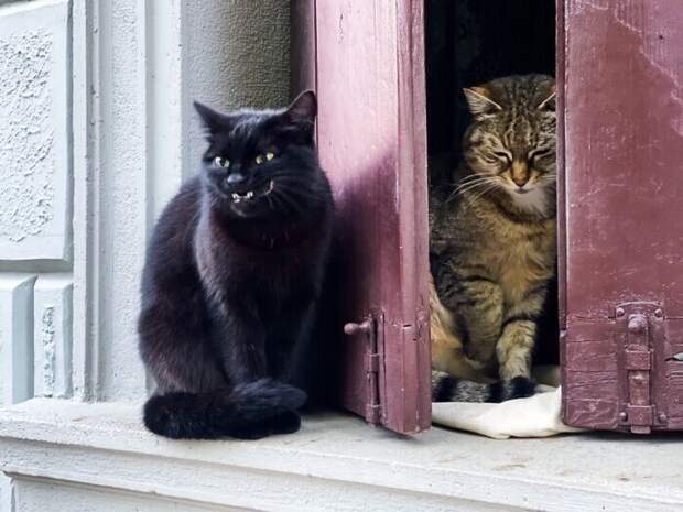 Bigpicture.ru забавных фото с животными, которые гарантированно поднимут вам настроение