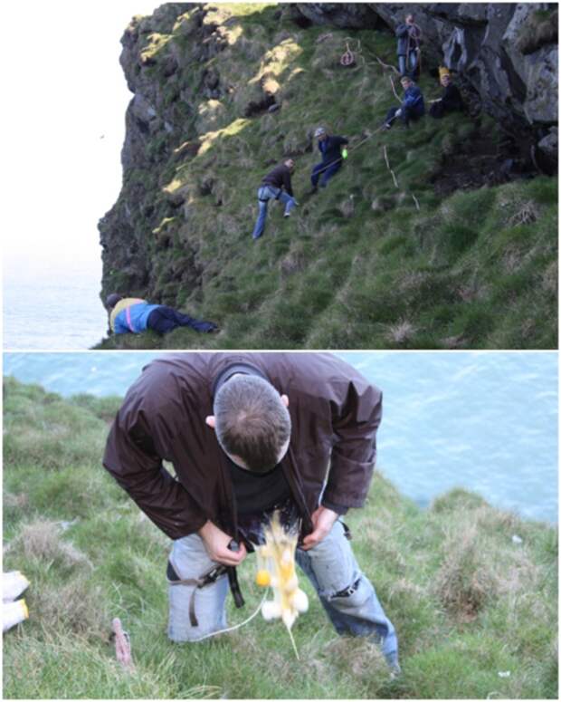 Сотрудники Общества Ellidae Island летом собирают яйца птиц, но зачастую возникают сложности с их доставкой (о.Эдлидаэй, Исландия). | Фото: heimaslod.is.