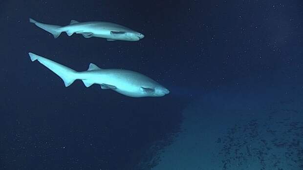 Шестижаберные акулы (самец и самка). Тихого океана, снимки