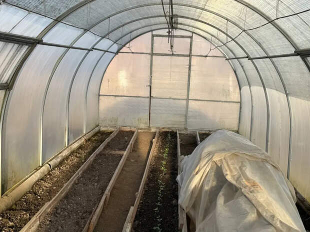 Жаль, раньше не знала этот трюк: обычная жидкость с кухни ускоряет рост семян быстрее дорогих стимуляторов