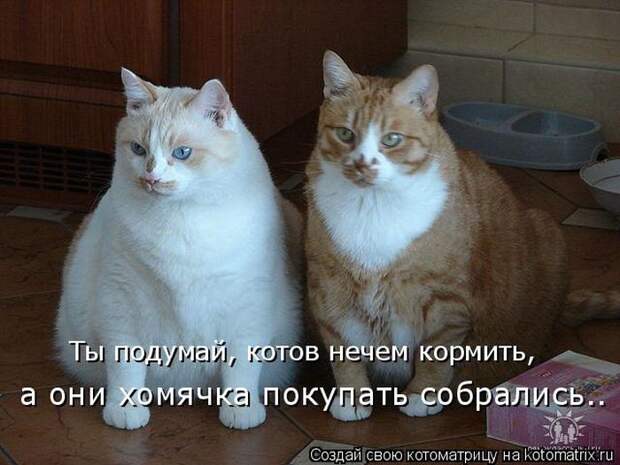 Лучшие котоматрицы недели (50 фото)