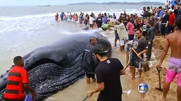 Сотни добровольцев всю ночь спасали детеныша горбатого кита