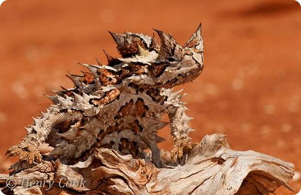Молох, или колючий дьявол (лат. Moloch horridus) 