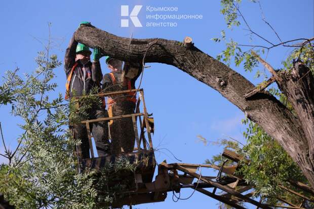 Завтра на улице Луговой в Симферополе будут обрезать деревья