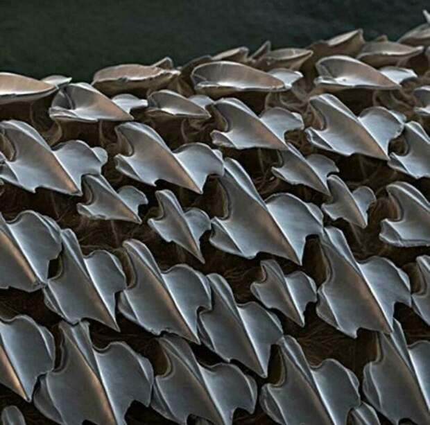 17 микрофотографий, которые покажут с новой стороны мир, что кроется у нас под носом