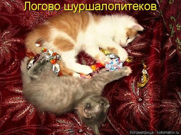 Лучшие котоматрицы недели Лучшие котоматрицы недели