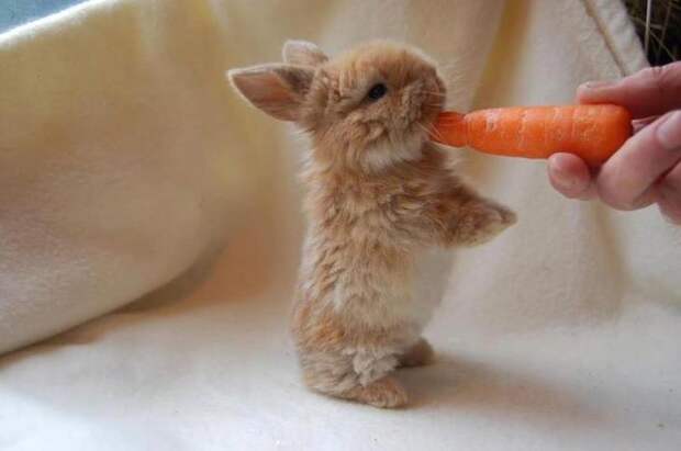 милые кролики, очаровательные кролики