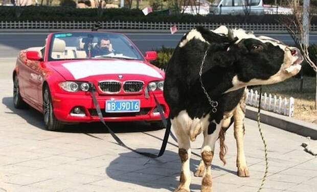 Авто приколы  авто, авто приколы, прикол, приколы с машинами