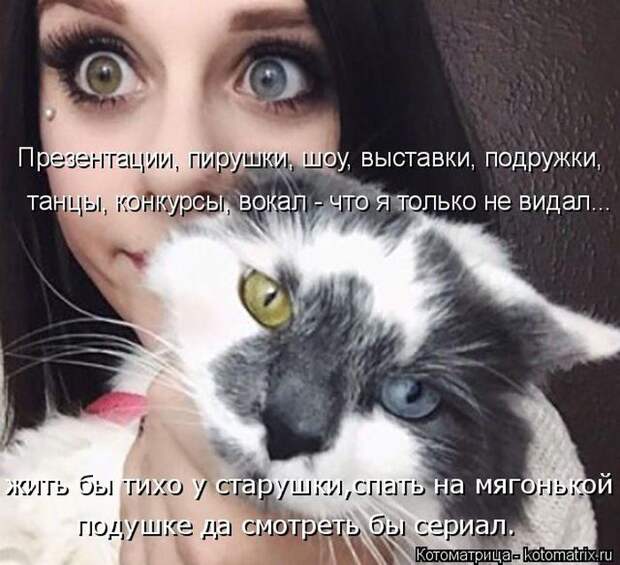 Лучшие котоматрицы недели (50 фото)