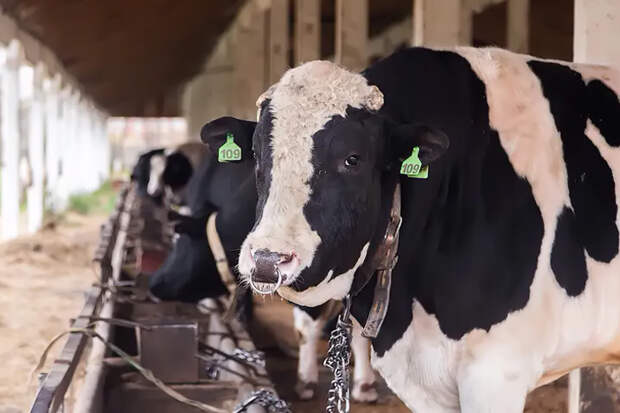 Россельхознадзор назвал причины вспышки пастереллеза в Новосибирской области