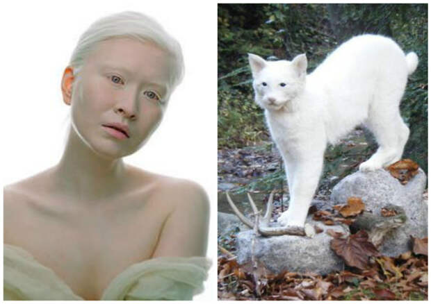 Животным с альбинизмом выживать в природе очень сложно - они заметны везде, кроме снежного покрова, но ведь он бывает не везде. И потому в природе встретить животное-альбиноса очень сложно. Они либо сами становятся добычей, либо умирают от голода альбиносы, интересное, природа