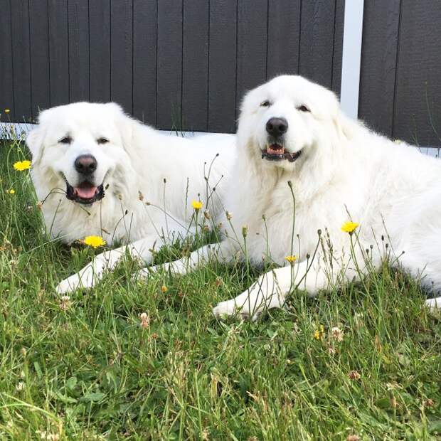 Great Pyrenees from It's Dog or Nothing