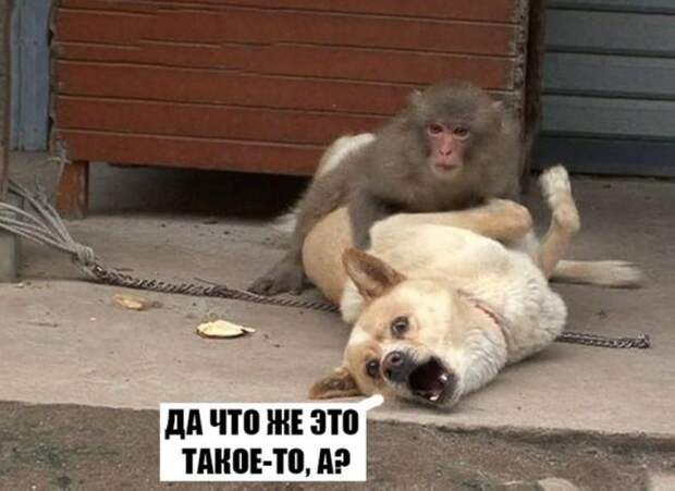 30 веселых фотографий с животными 30 веселых фотографий с животными