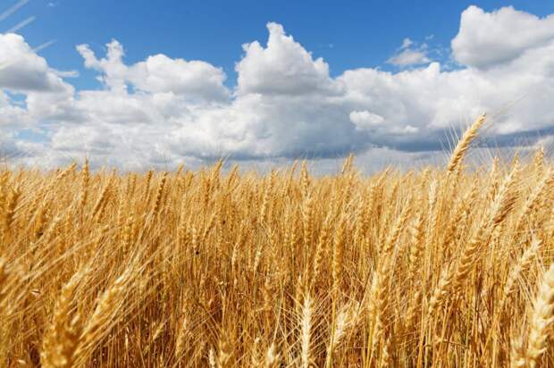 В 2023 году в Тульской области собрано более двух тонн зерна