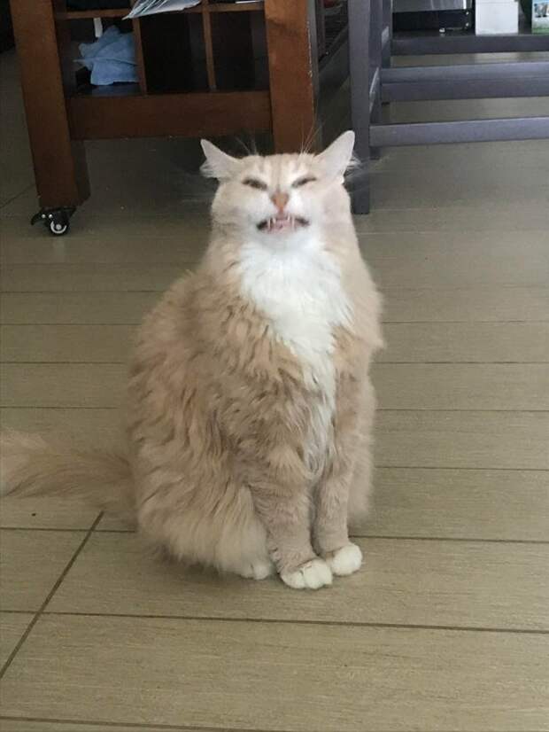 20 фотографий котов, которые решили показать всем свои зубы, но вызвали не страх, а только умиление