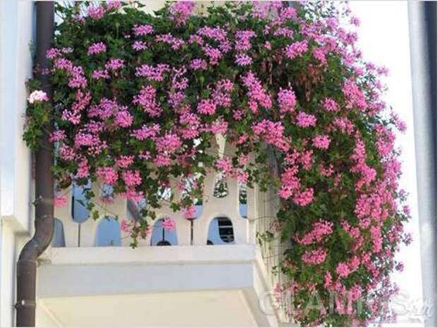 Пышное цветение на балконе