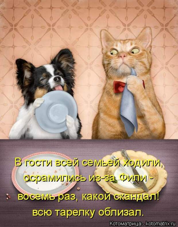 1474017274_kotomatricy-13