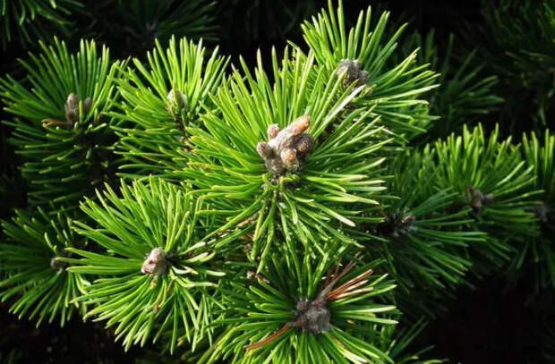 Чудодейственное влияние экстракта сосны на здоровье