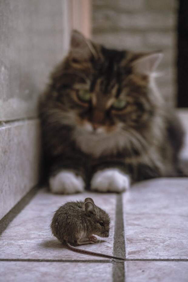 кот