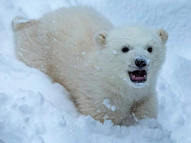 Пол белого медвежонка: Новосибирский зоопарк раскрыл тайну