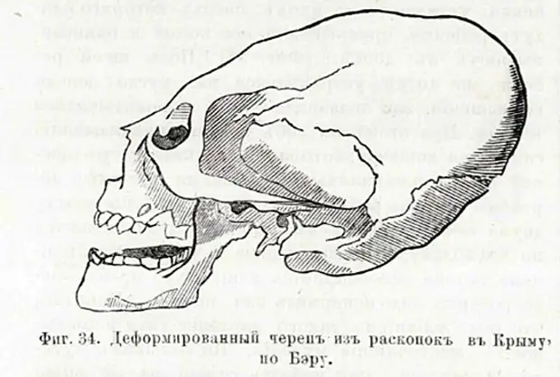 На рисунке изображены окаменевший череп и реконструкция вымершего животного обитавшего 267 млн