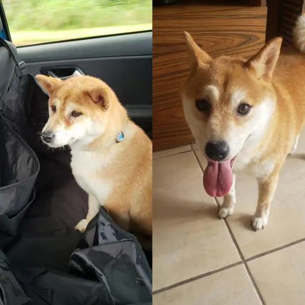 До и после того, как как их спасли и подарили дом