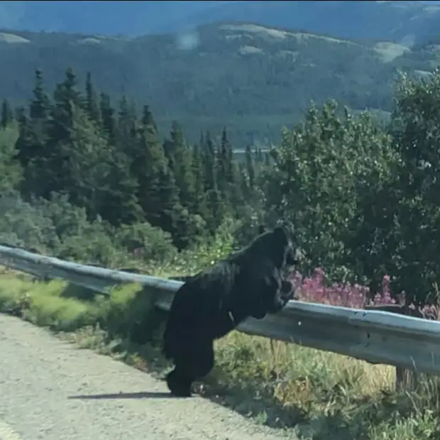 Забавные медведи и медвежата