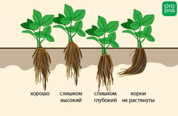 Схема правильной посадки клубники Фриго в грунт