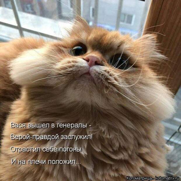 Лучшие котоматрицы недели (50 фото)