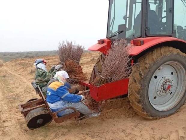 Астраханские лесхозы отчитались о завершении посадочной кампании