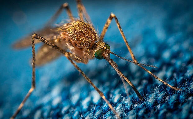 Как комары находят своих «жертв»?