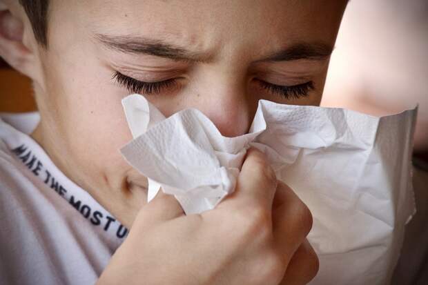 Аллерголог Болибок: Тополиный пух не вызывает аллергию