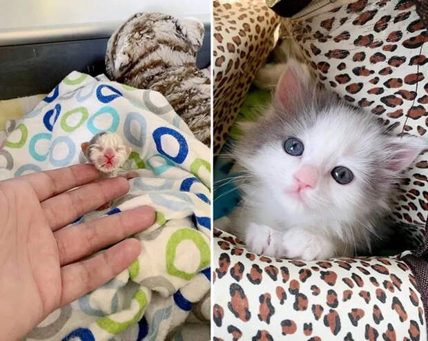 Без кота и жизнь не та
