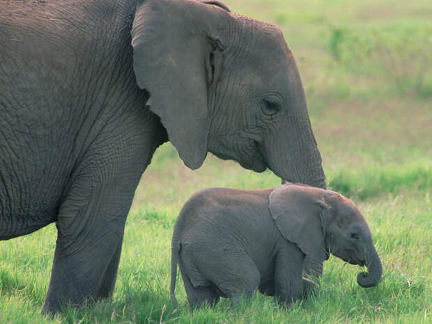 Очаровательные маленькие слонята (34 фото)