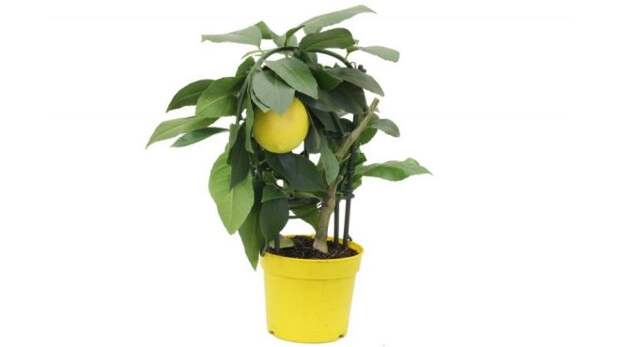 плодовые цветы лимон