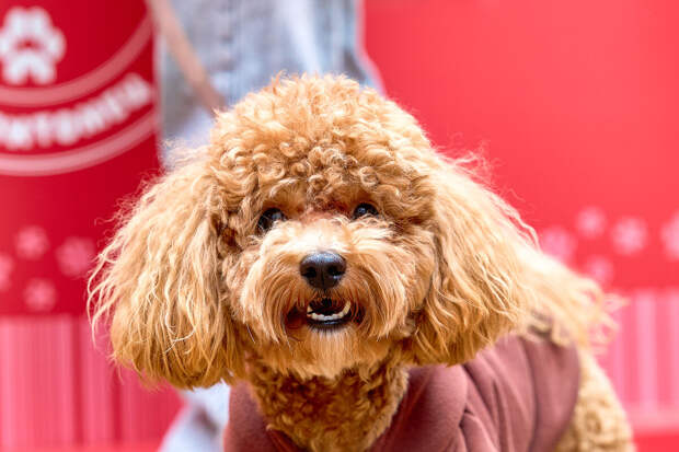 Медиабанк "Мосфото" разместил кадры с мероприятия проекта "Моспитомец"