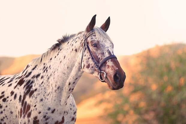Прелестные фотографии лошадей породы Аппалуза