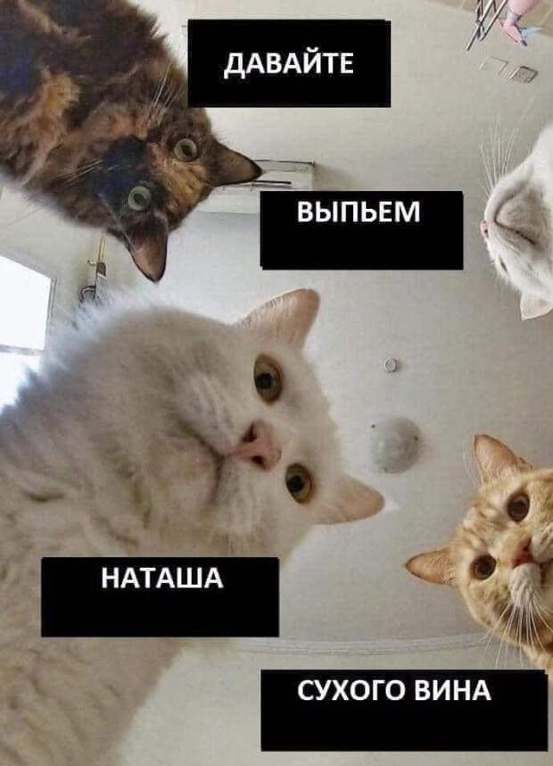 «Наташ, вставай, мы всё уронили»: откуда взялись мемы про Наташу и котов, которые теперь буквально везде