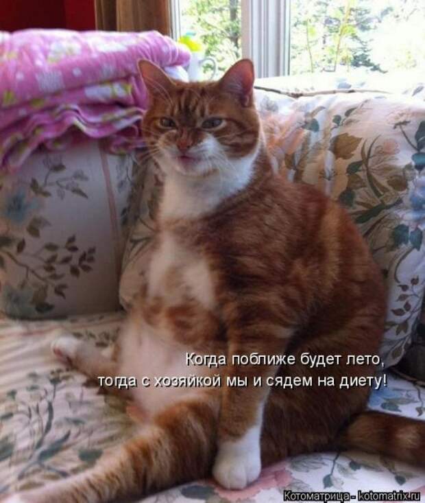 Лучшие котоматрицы недели (50 фото)
