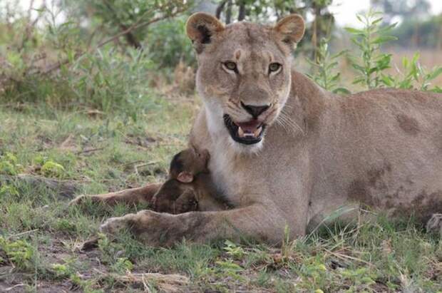 Невероятная история произошедшая в сафари парке