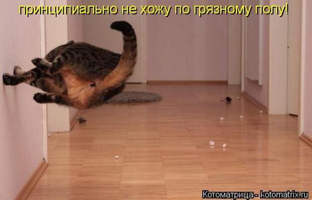 Кошатина да псятинка позитивная, этакая забавная, с надписями, очень много на выходные