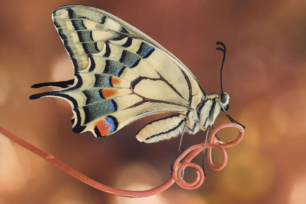 Бабочка-парусник
