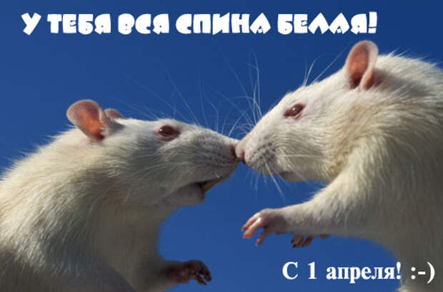Картинки по запросу приколы к 1 апреля
