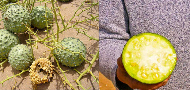 Плоды дыни нары (слева) и сама дыня в разрезе (справа). Изображения взяты с сайта «http://floweryvale.ru/»