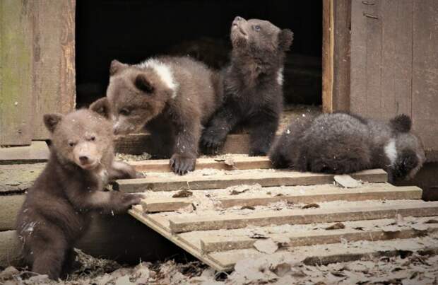 Маленькие жильцы Центра спасения медвежат-сирот переехали в домик-берлогу