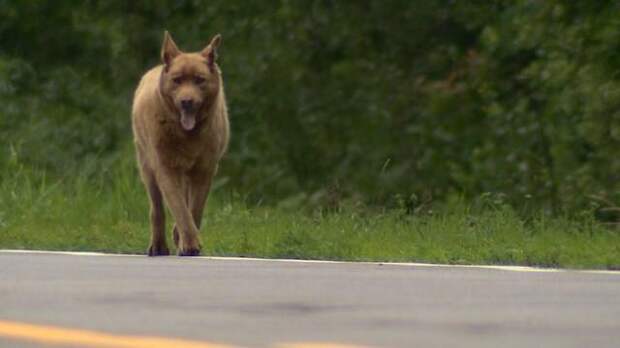 Каждый день эта старая собака проходит 6 километров, чтобы поздороваться с людьми (7 фото)