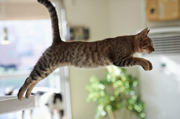 Картинки по запросу прыжок кота