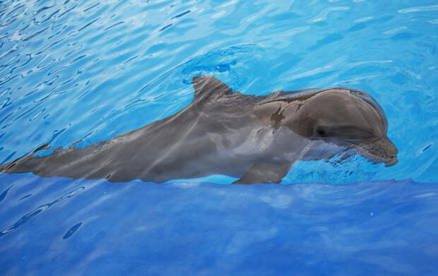 Дельфина-попрошайку заметили у берегов Новороссийска