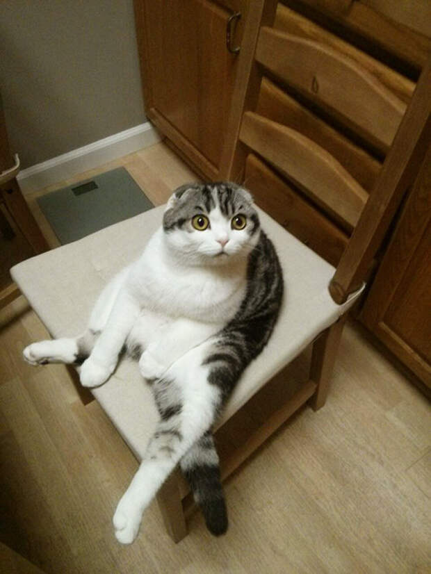 Котики внезапно устали и присели отдохнуть